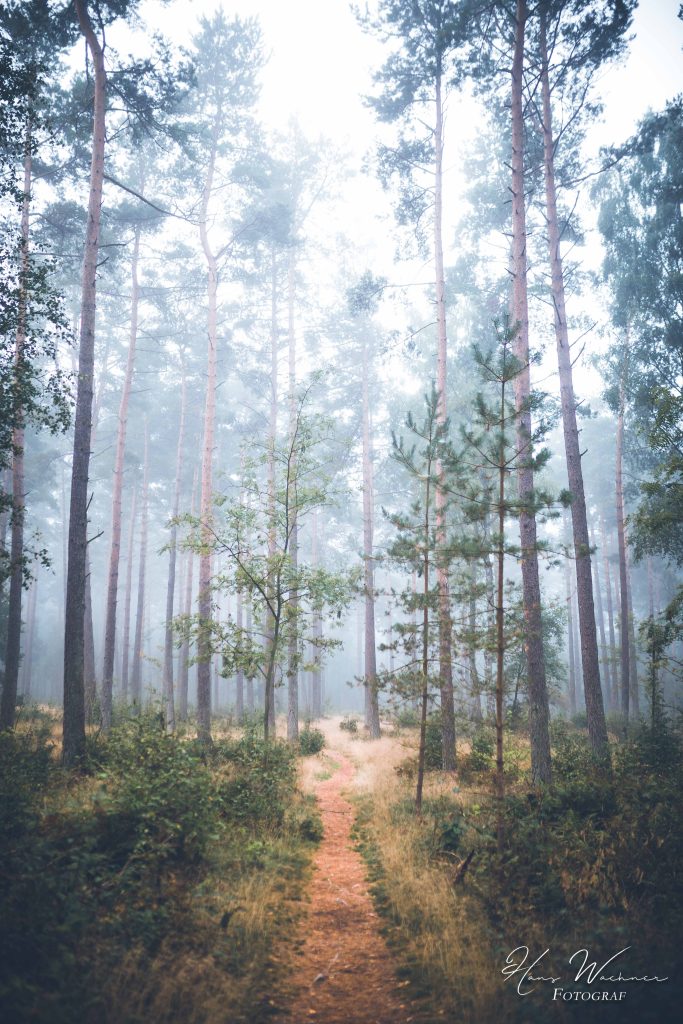 Stig i skogen